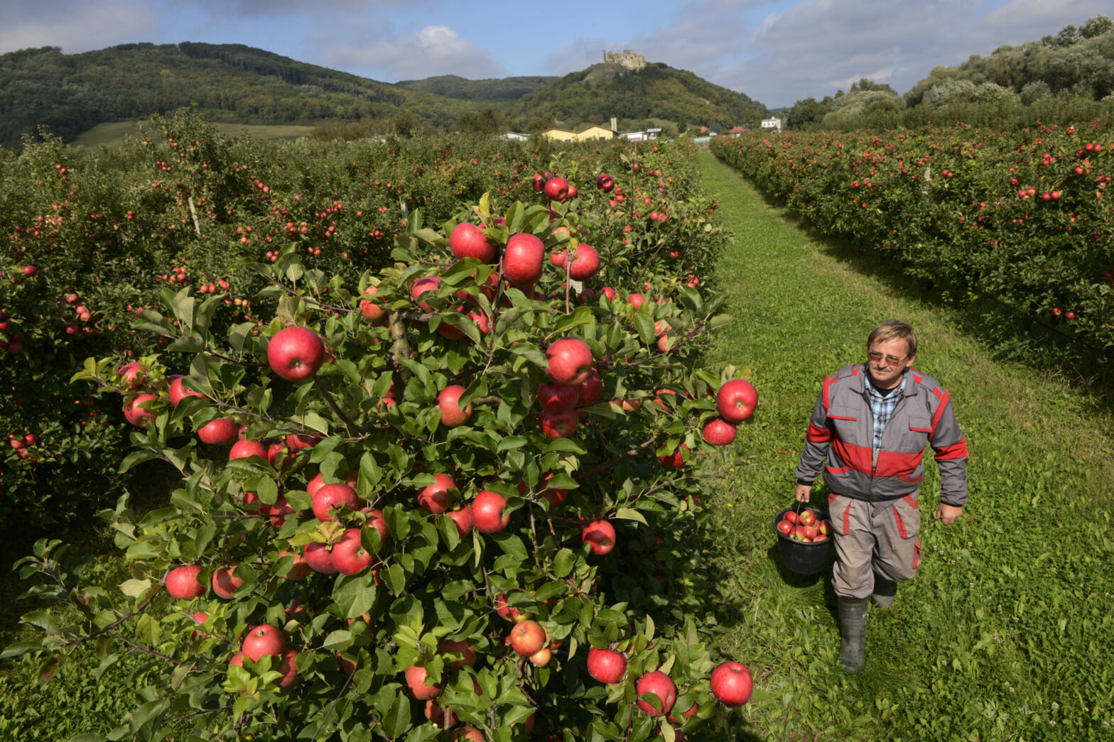 Jablkám sa na Slovensku darí, v registri je ich 150 odrôd