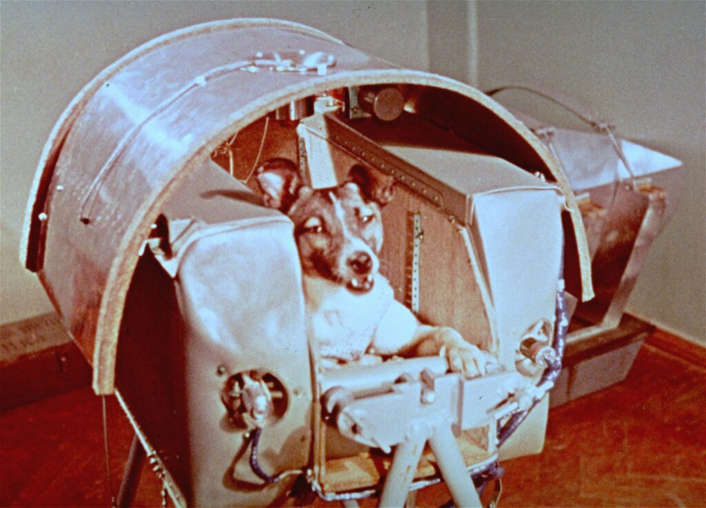 Pes Lajka, prvý živý tvor vo vesmíre