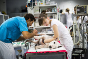 Veterinárna klinika VetPoint