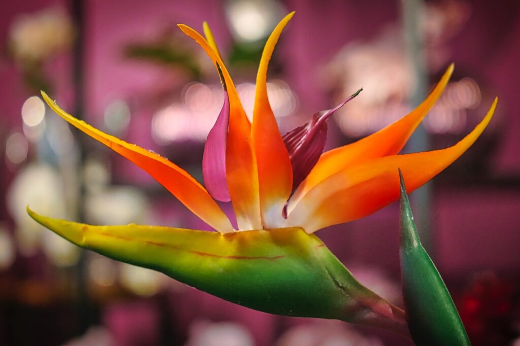 darček pre manažéra