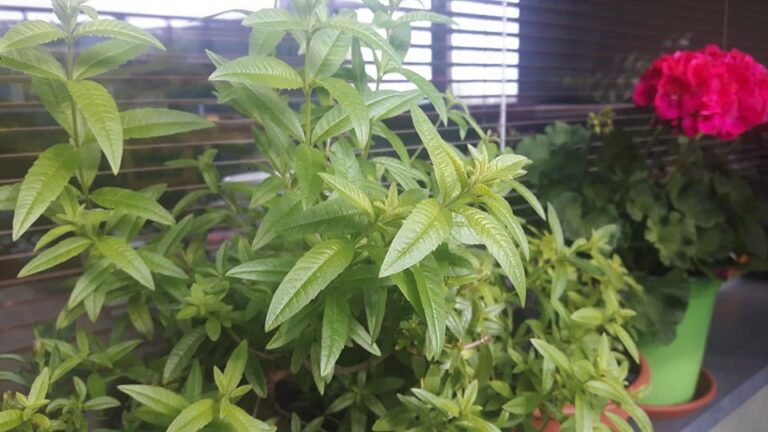 Citrónová a sladká lípia aztécky cukor