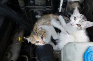 zvieratá v motore auta