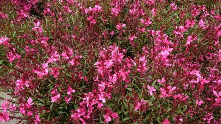 aromaterapia z kvetín