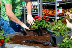 Ako vypestovať nakrajšie kvety na balkóne